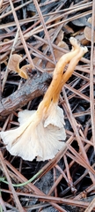 Craterellus lutescens