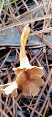 Craterellus lutescens