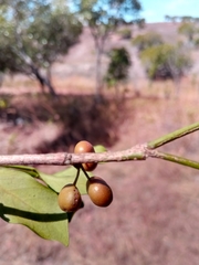 Peponidium buxifolium