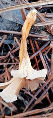 Craterellus lutescens