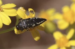 Acmaeodera