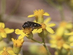 Acmaeodera