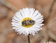 Acmaeodera