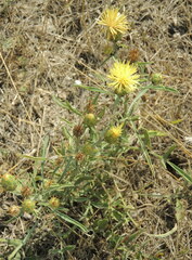 Centaurea salonitana