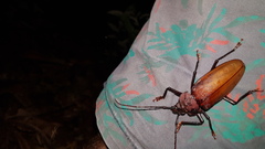 Ialyssus tuberculatus