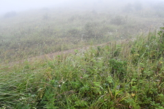 Achnatherum pekinense