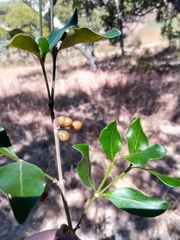 Peponidium buxifolium