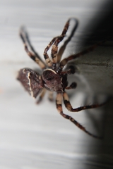 Acanthepeira