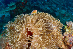 Heteractis magnifica