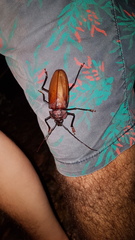 Ialyssus tuberculatus