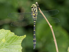 Cordulegaster bidentata