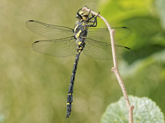 Cordulegaster bidentata