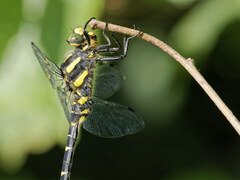 Cordulegaster bidentata