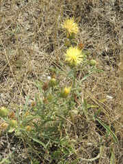 Centaurea salonitana
