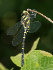 Cordulegaster bidentata