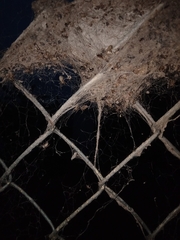 Stegodyphus sarasinorum