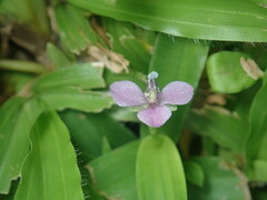 Murdannia nudiflora