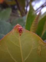 Strigapoderus tranquebaricus