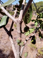 Bakerella ambongoensis