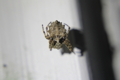 Acanthepeira