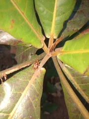 Strigapoderus tranquebaricus