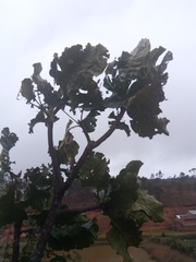 Anthocleista amplexicaulis