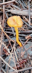 Craterellus lutescens