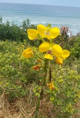 Eulophia speciosa