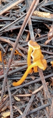 Craterellus lutescens