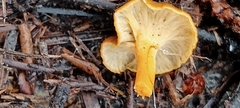 Craterellus lutescens