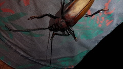 Ialyssus tuberculatus