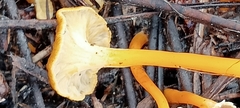 Craterellus lutescens