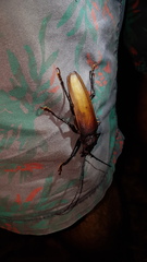 Ialyssus tuberculatus