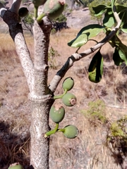 Bakerella ambongoensis