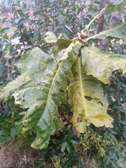 Anthocleista amplexicaulis