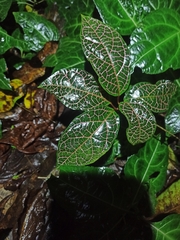 Fittonia