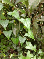 Zehneria