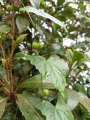 Zehneria