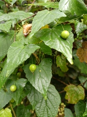 Zehneria