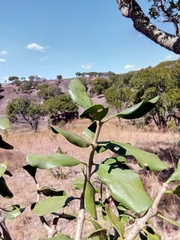 Bakerella ambongoensis