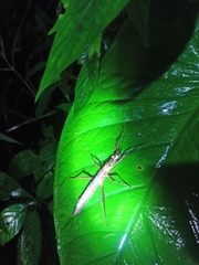 Creoxylus