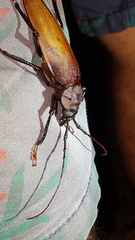 Ialyssus tuberculatus