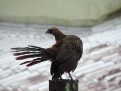Ortalis squamata