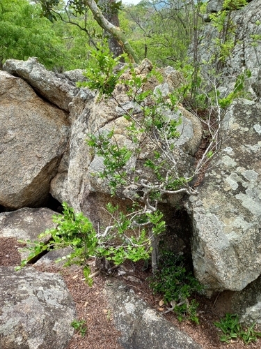 Granite Starapple (Diospyros nummularia)