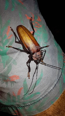 Ialyssus tuberculatus