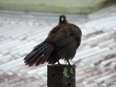 Ortalis squamata