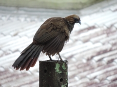 Ortalis squamata