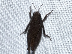 Tettigidea