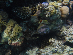 Chaetodon paucifasciatus