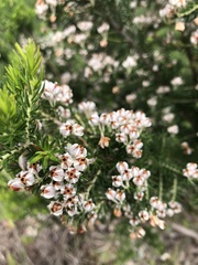 Erica triflora
